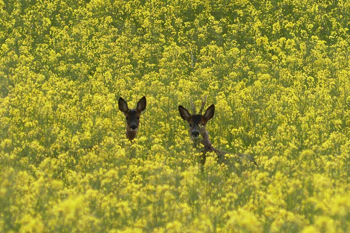 roe deer ejoying the rapeseed fields